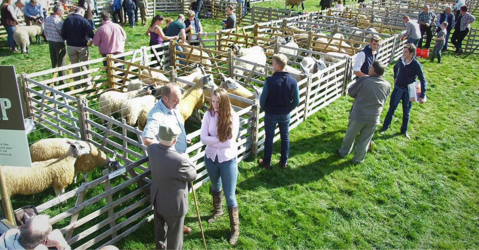 group of people standing around sheep in pens at Wolsingham Show